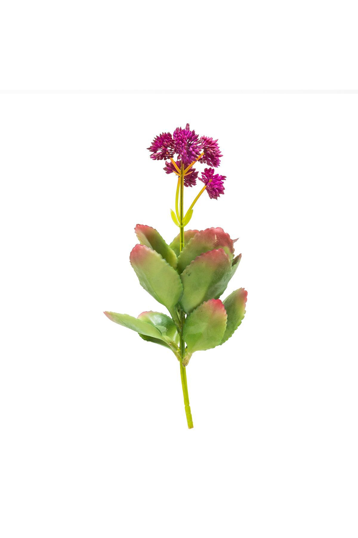 Yapay Adenium Obesum