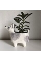 Köpek Saksılık