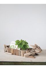 Driftwood Tavşan Saksılık